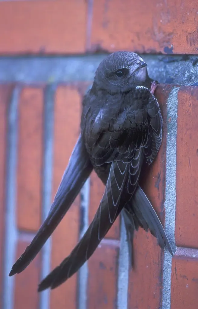 Côn trùng bay - Thức ăn của chim yến